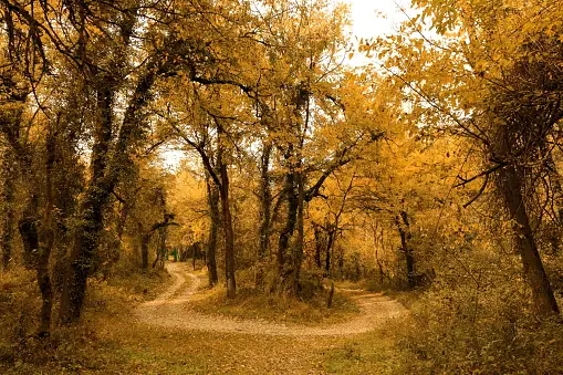 Dachigam national Park