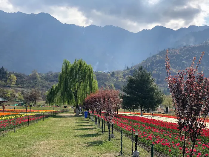 Tulip Garden Srinagar